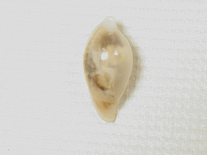 Ovulidae : Simnia purpurea e altri rappresentanti